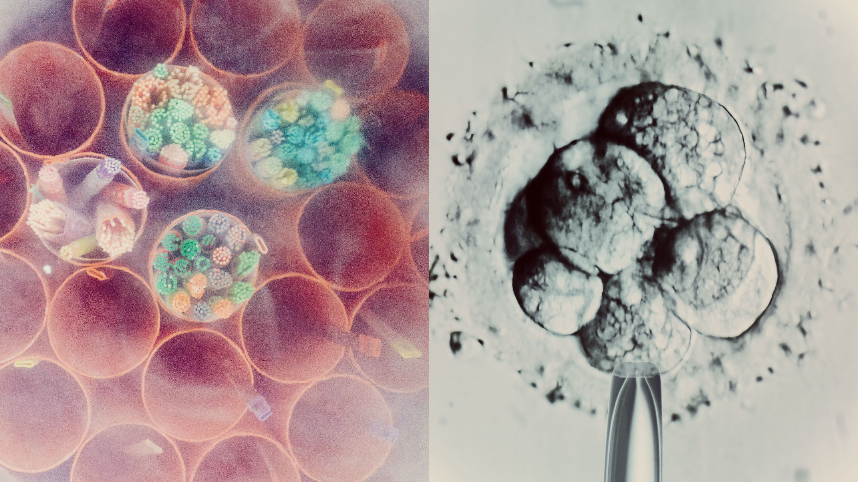 On the right, an overhead image of frozen sperm straws and embryos in liquid nitrogen. On the left, an embryo selection for IVF.